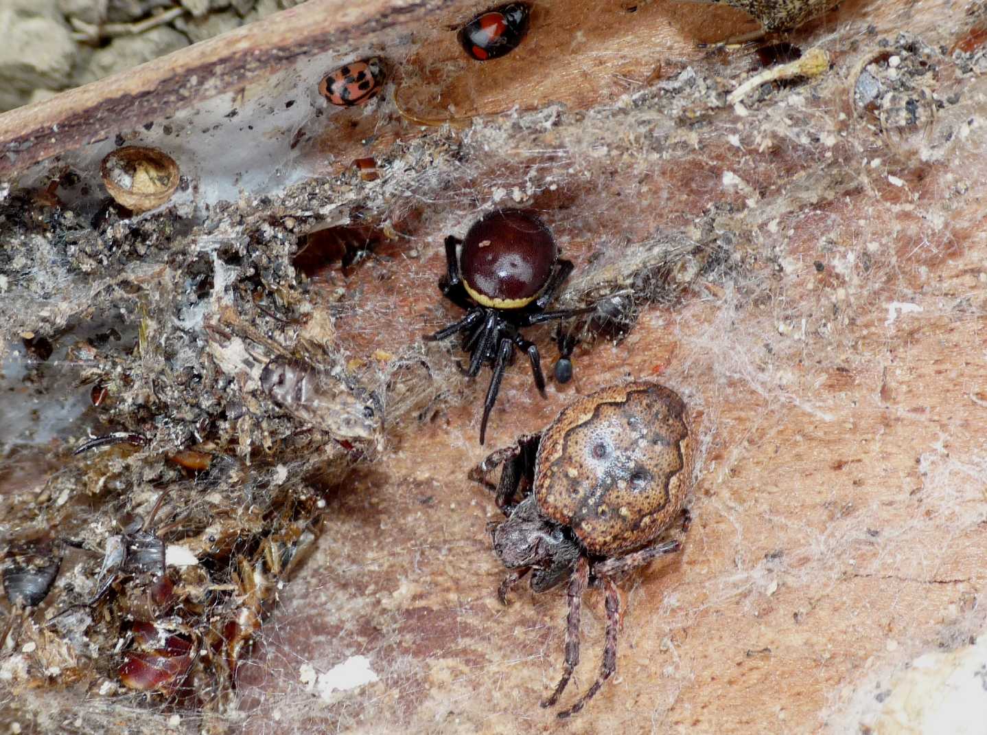 Steatoda paykulliana con una preda sorprendente